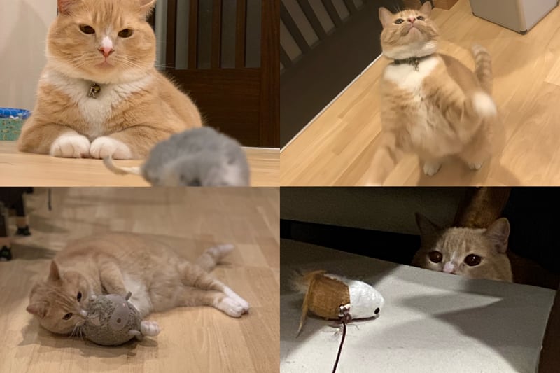 *✻.♡.✻*様　猫ちゃん❤︎ 猫ちゃんの可愛い瞬間 | BORN FREE ONLINE SHOP