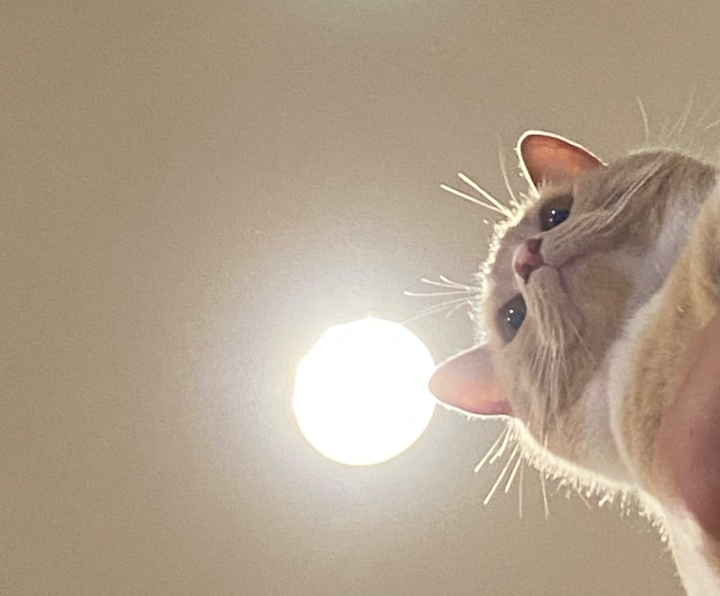 猫ちゃんの可愛い瞬間 | BORN FREE ONLINE SHOP