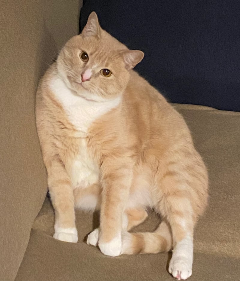 猫ちゃんの可愛い瞬間 | BORN FREE ONLINE SHOP